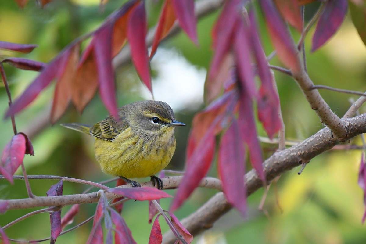 Palm Warbler - ML644922468