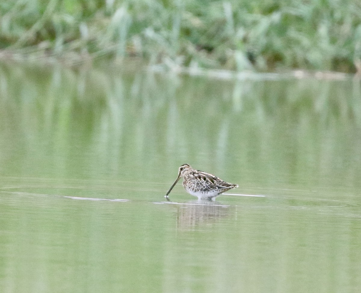 Common Snipe - ML644922471