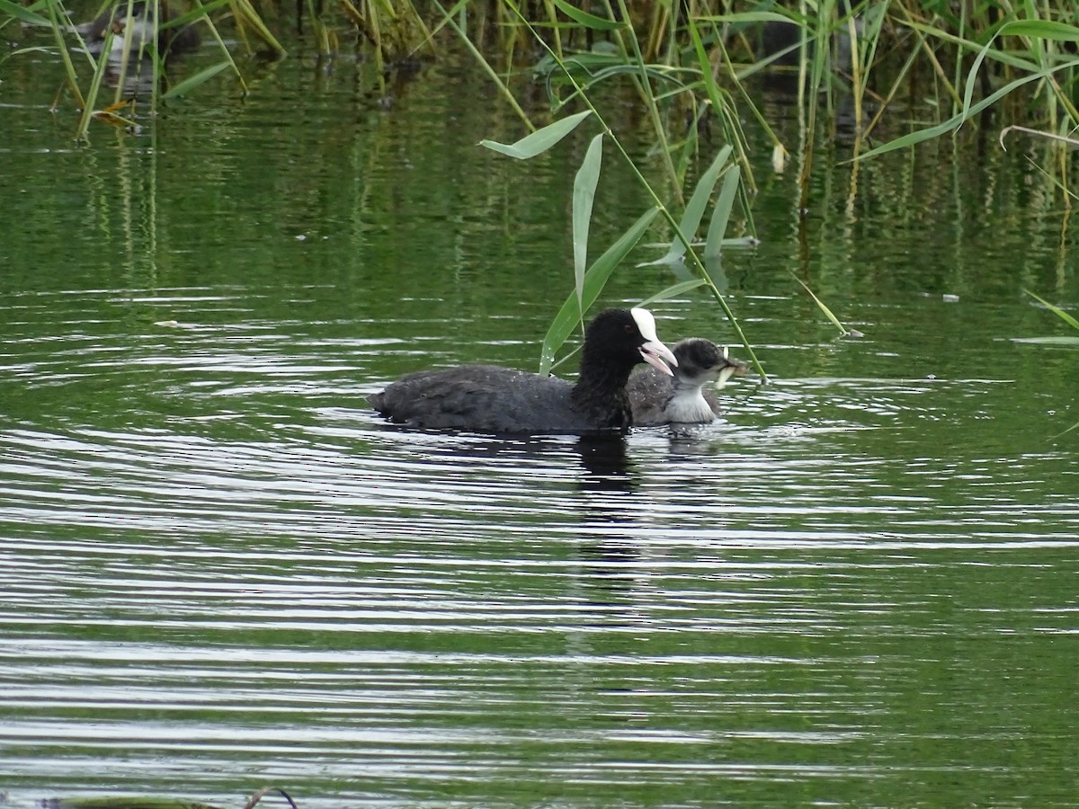Eurasian Coot - ML644922480