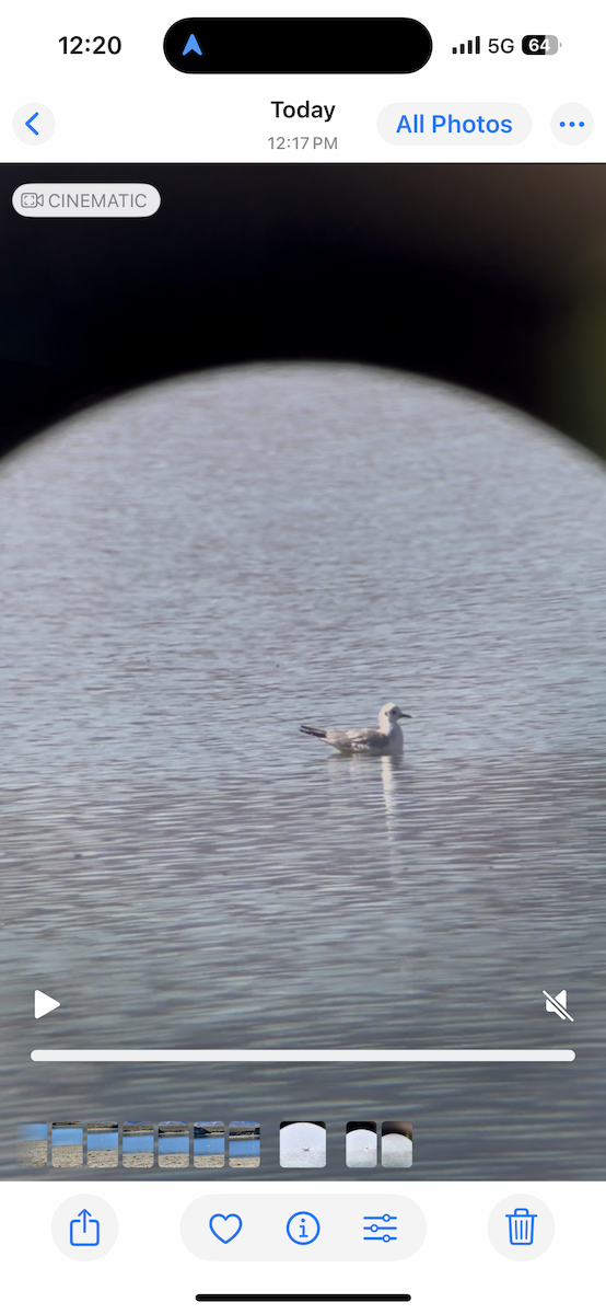 Bonaparte's Gull - ML644922494