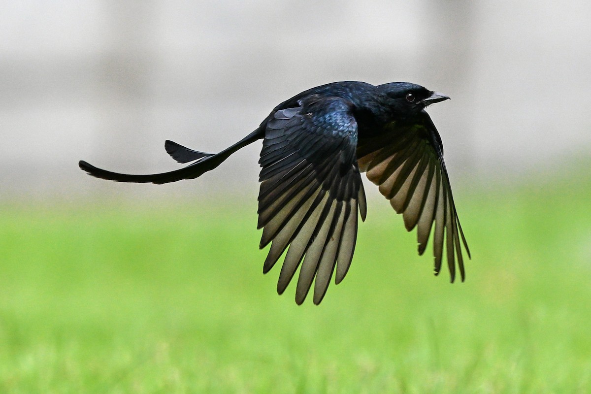 drongo černý - ML644922499