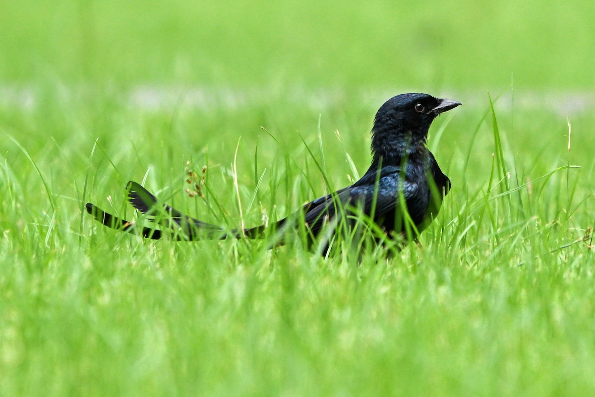 drongo černý - ML644922500