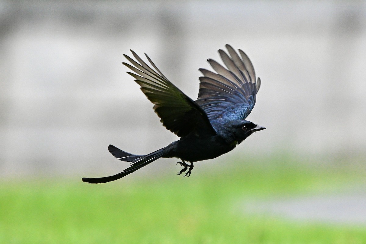 drongo černý - ML644922501