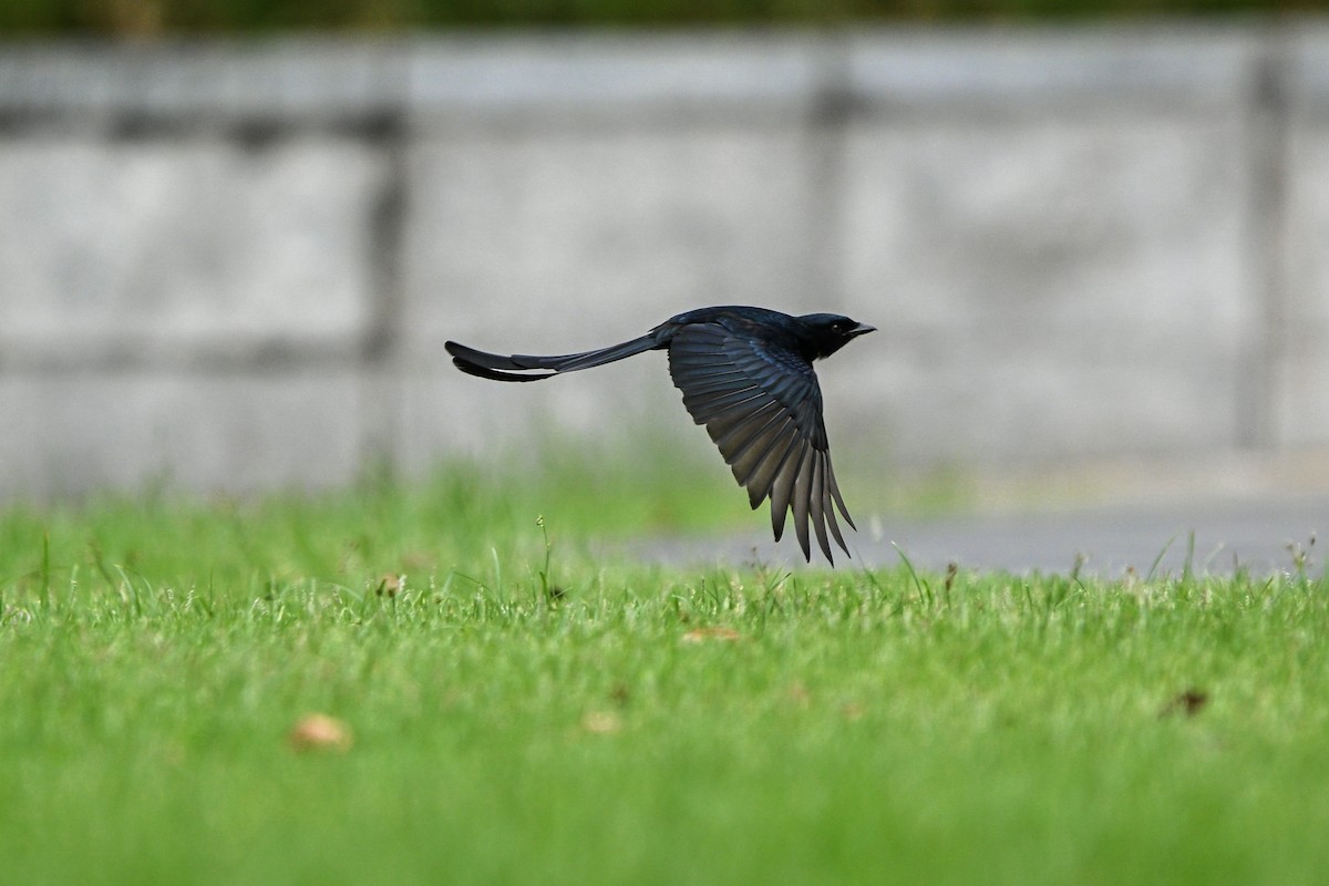 drongo černý - ML644922507