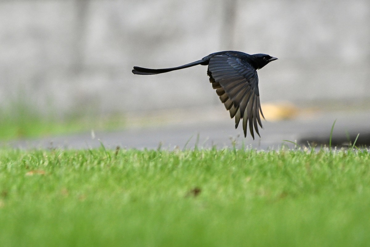 drongo černý - ML644922509