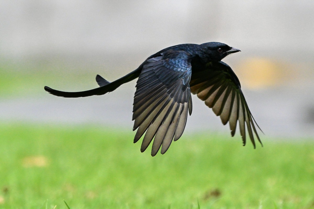 drongo černý - ML644922511