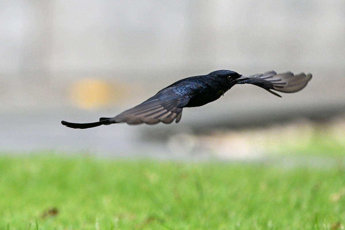 drongo černý - ML644922512