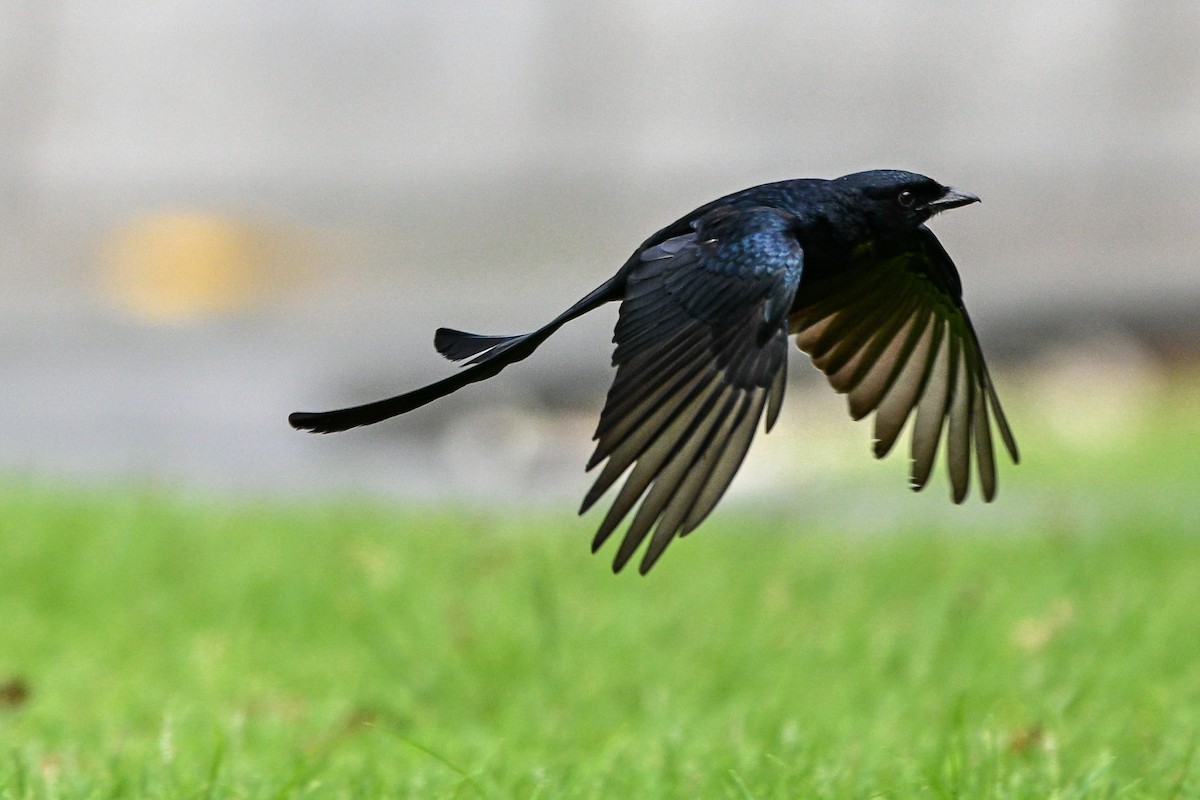 drongo černý - ML644922513