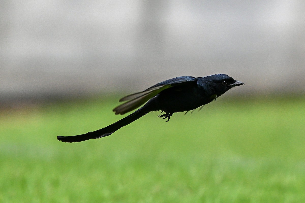 drongo černý - ML644922514