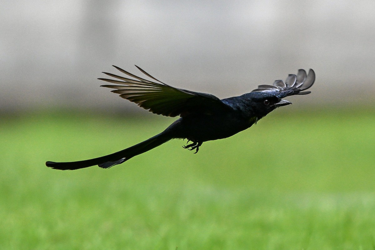 drongo černý - ML644922515