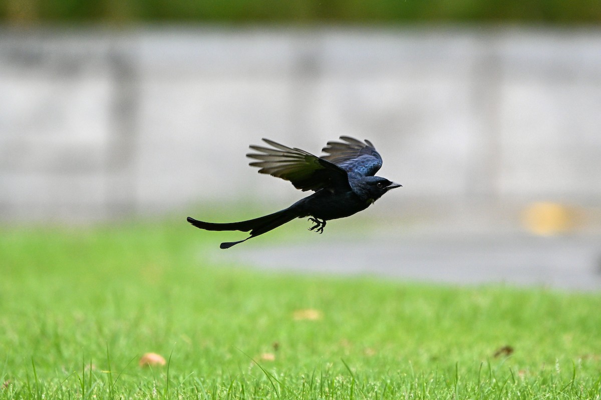 drongo černý - ML644922516