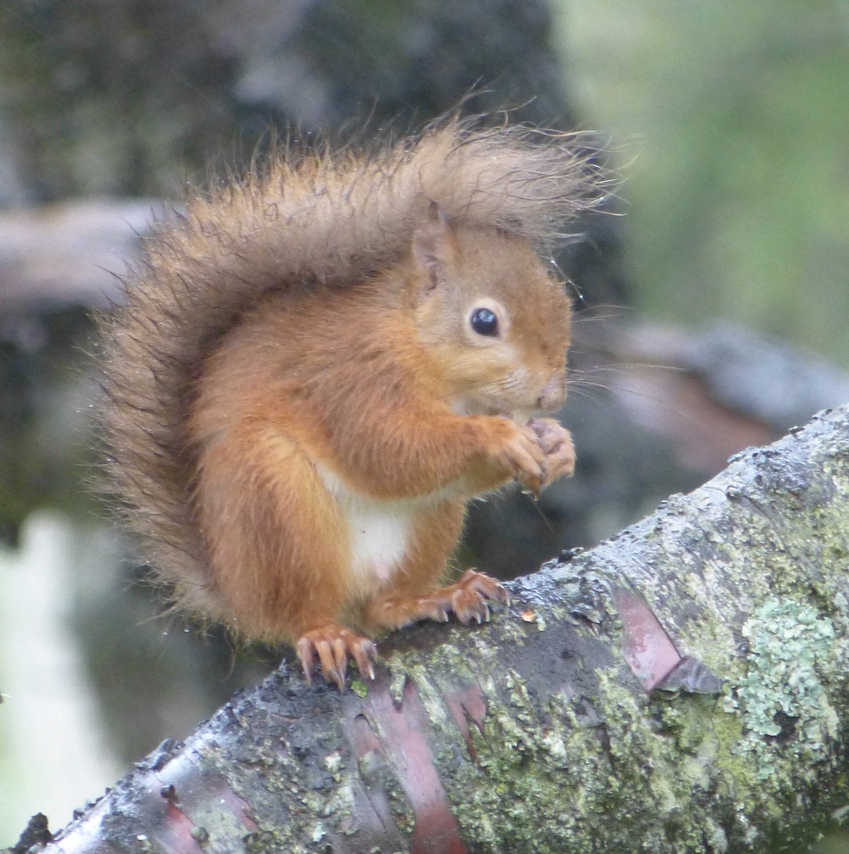 Animals - ML644922584