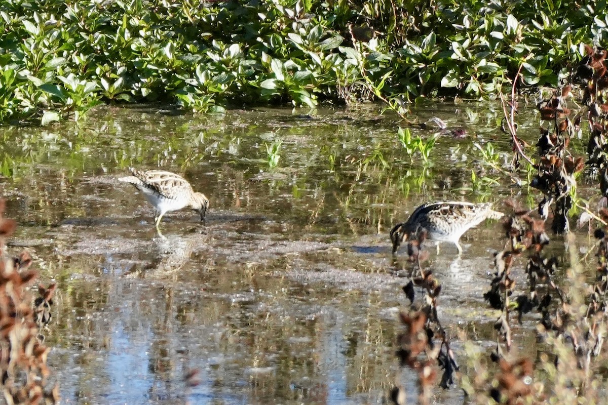 Wilson's Snipe - ML644922647