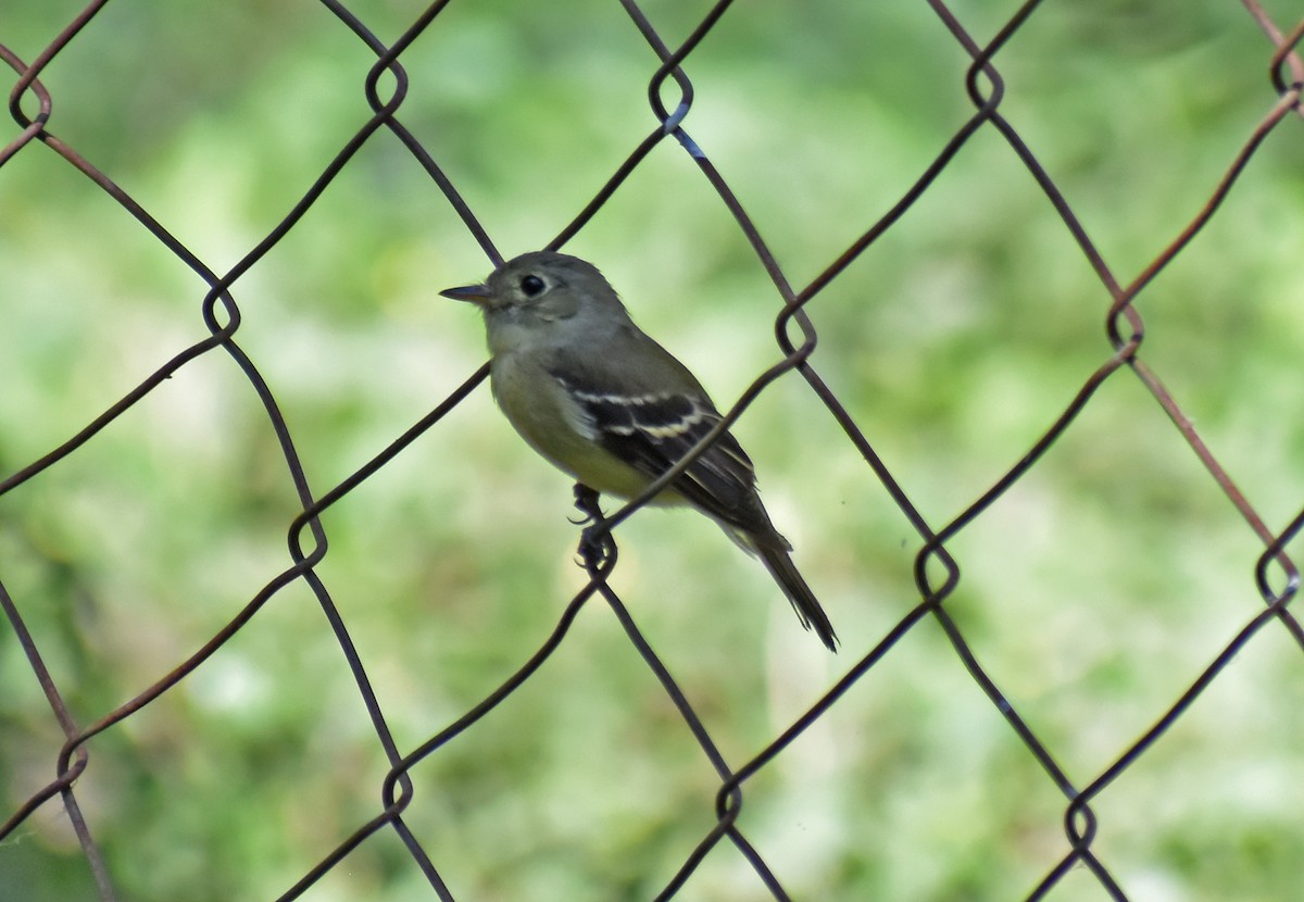 Least Flycatcher - ML644922650