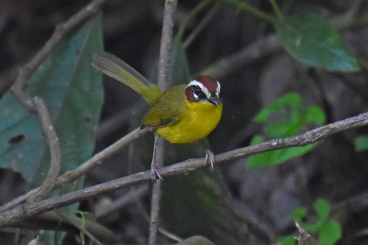 Chestnut-capped Warbler - ML644922661