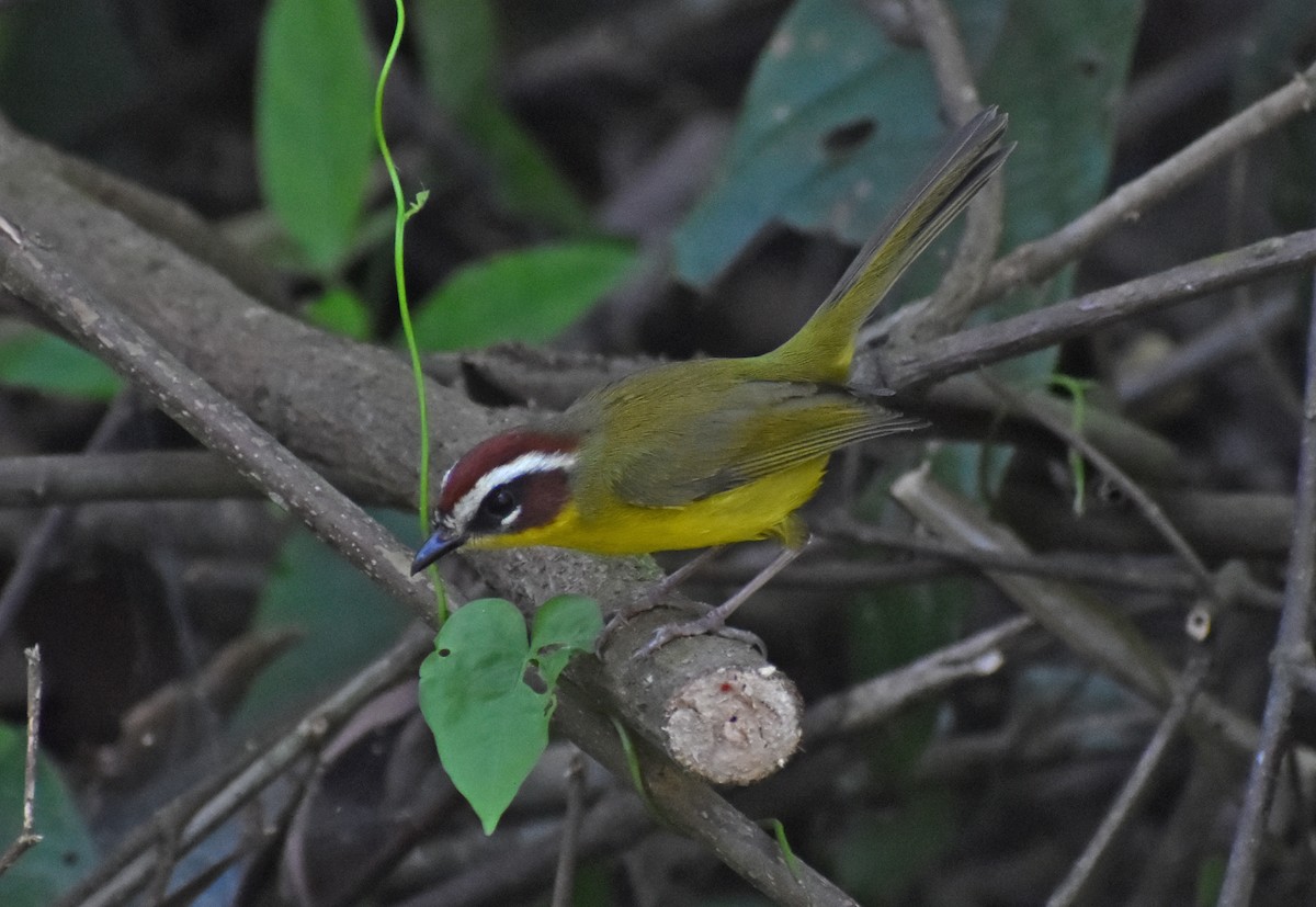 Chestnut-capped Warbler - ML644922663