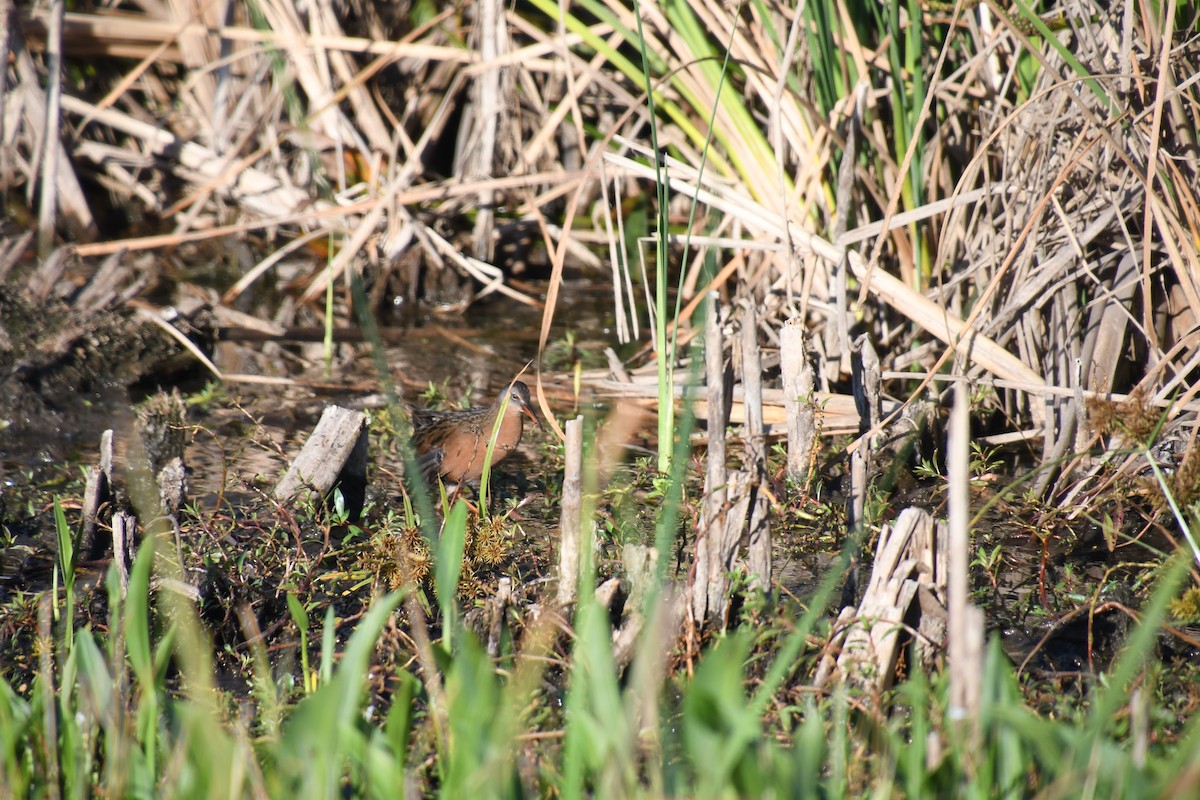 Пастушок віргінський - ML644922678