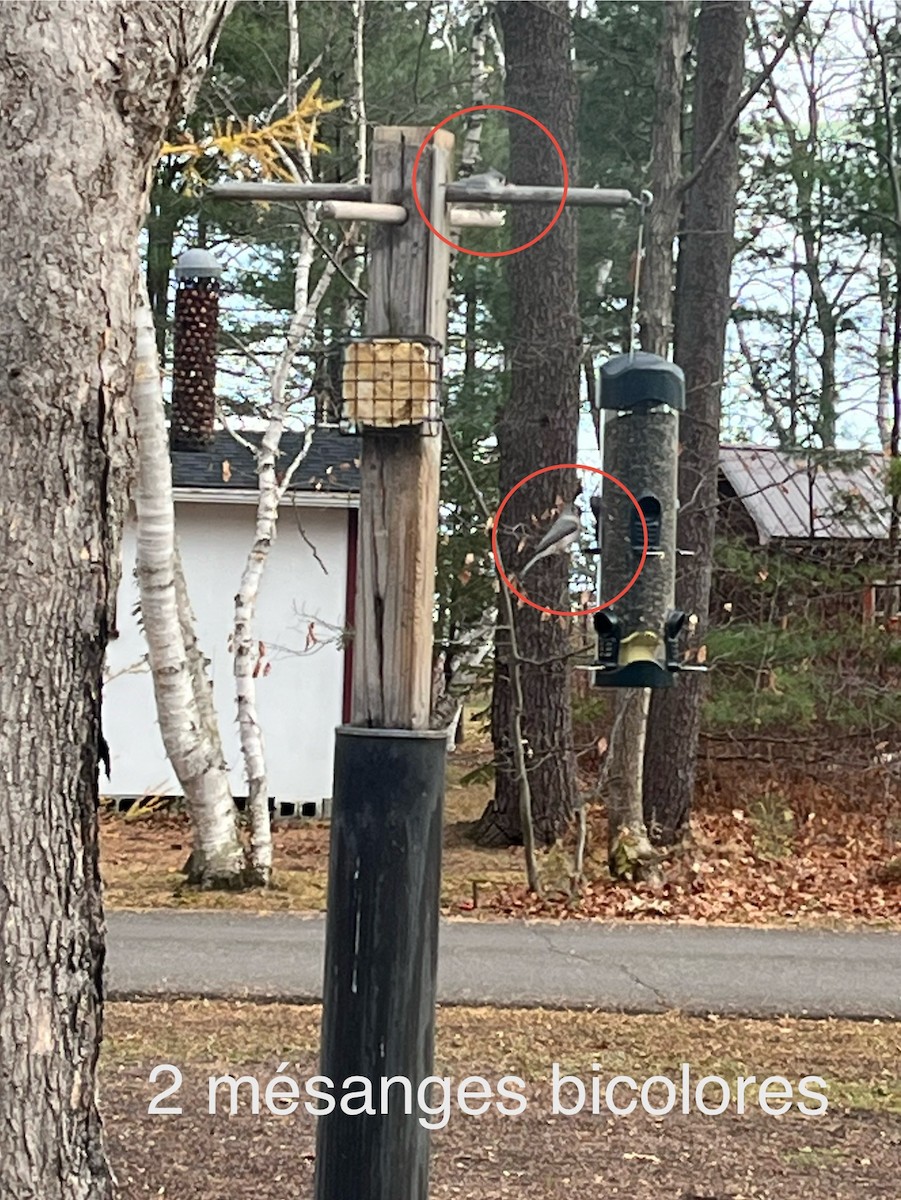 Tufted Titmouse - ML644922688
