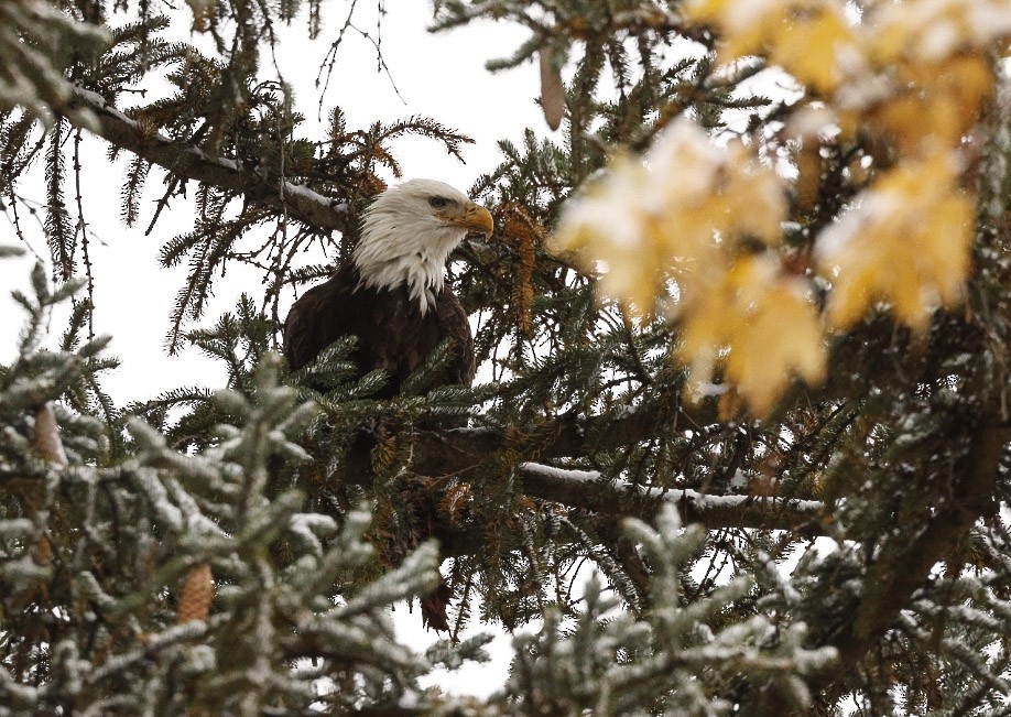 Bald Eagle - ML644922706