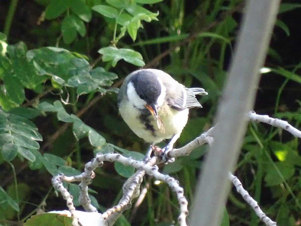 Great Tit - ML644922721