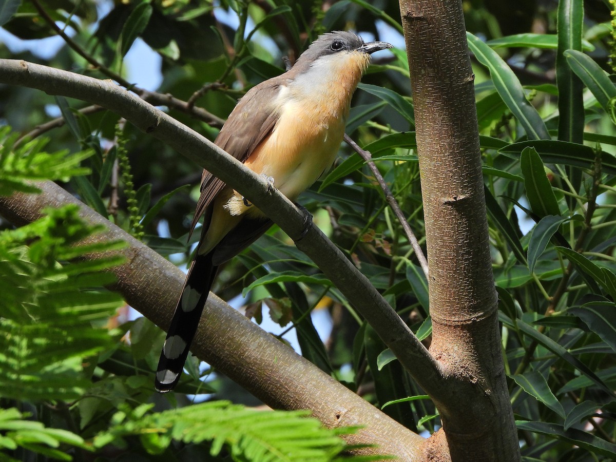 Кукліло бурий - ML644922724