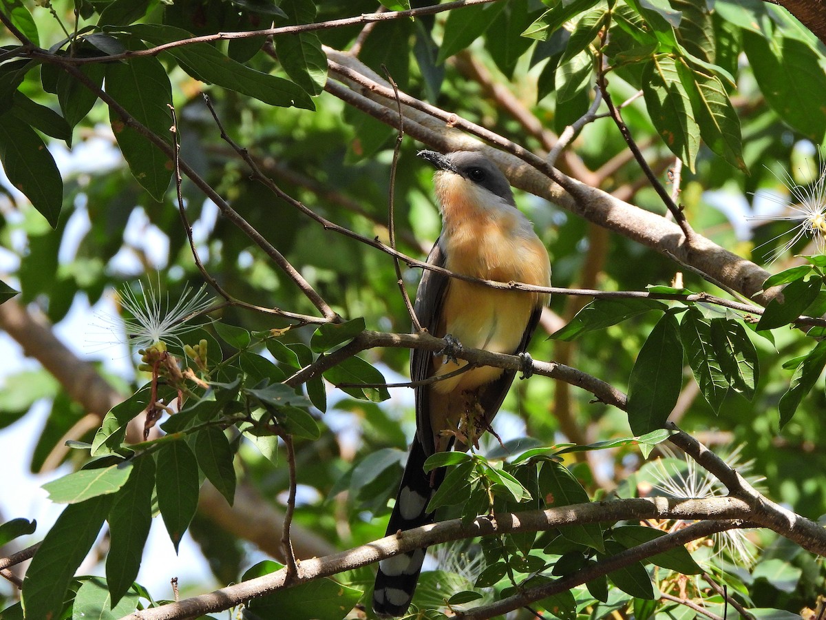 Кукліло бурий - ML644922746