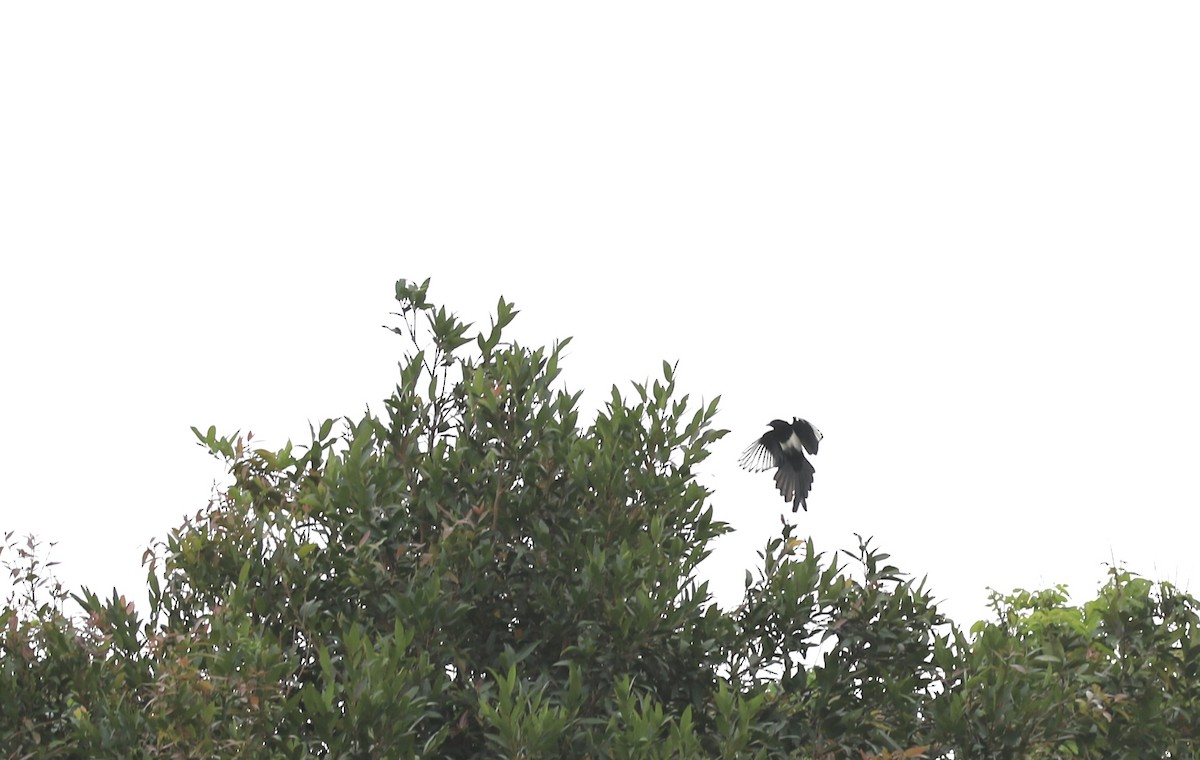 straka čínská - ML644922773