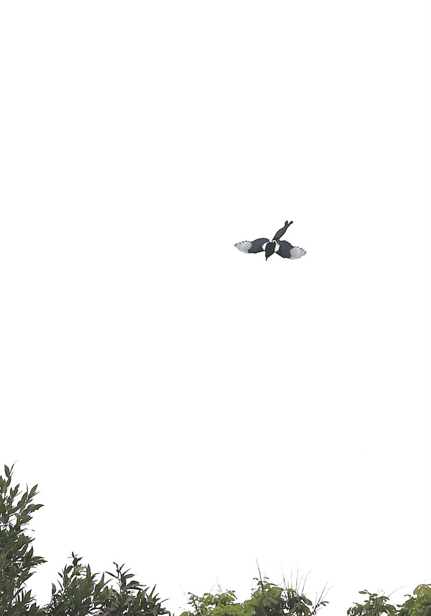 straka čínská - ML644922774