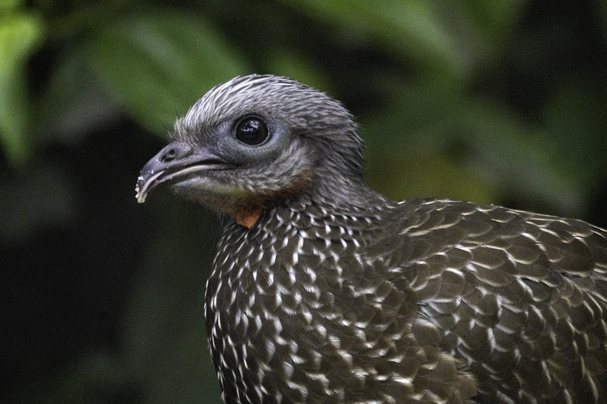 オビオシャクケイ - ML644922776