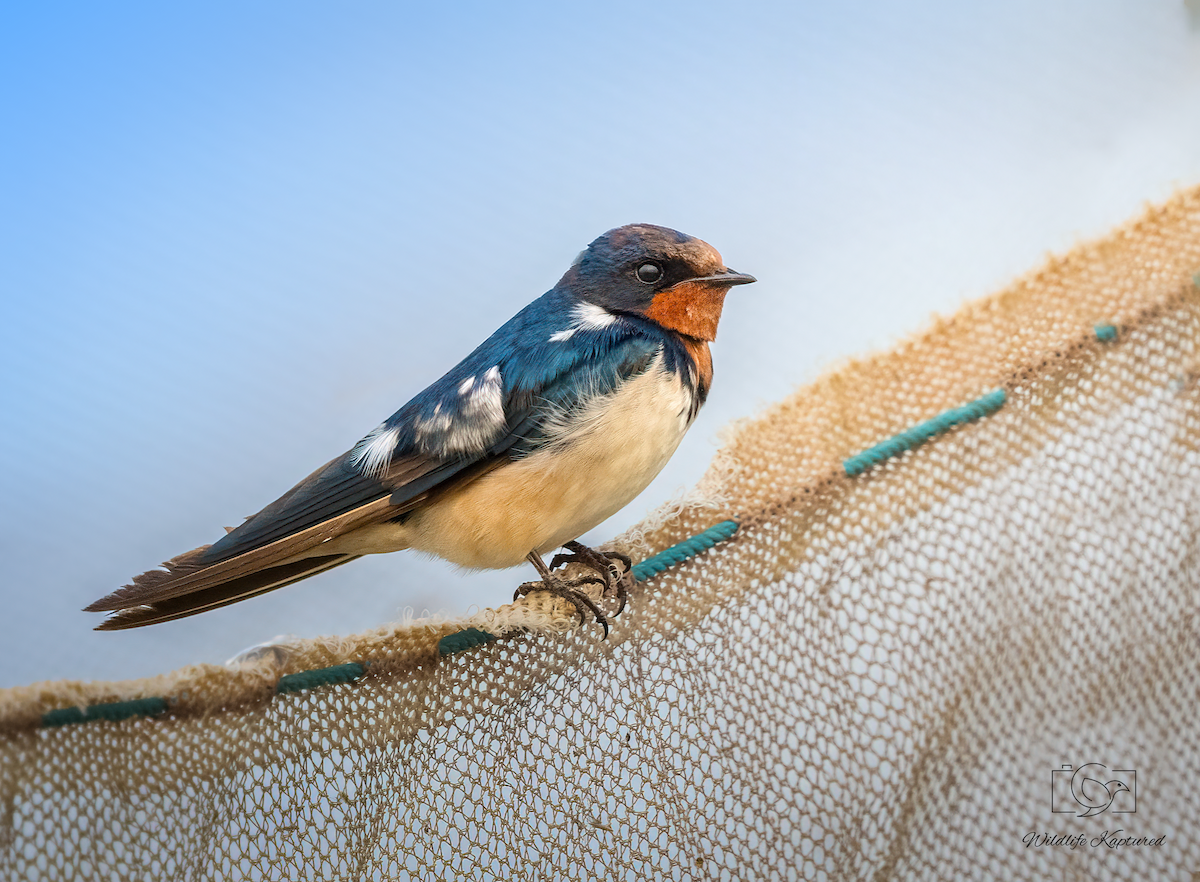 vlaštovka obecná - ML644922784