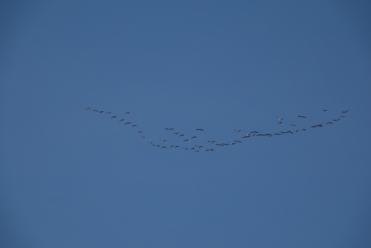 Canada Goose - ML644922800