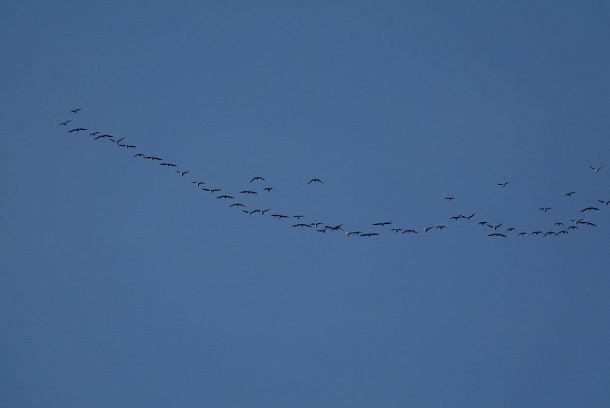 Canada Goose - ML644922801