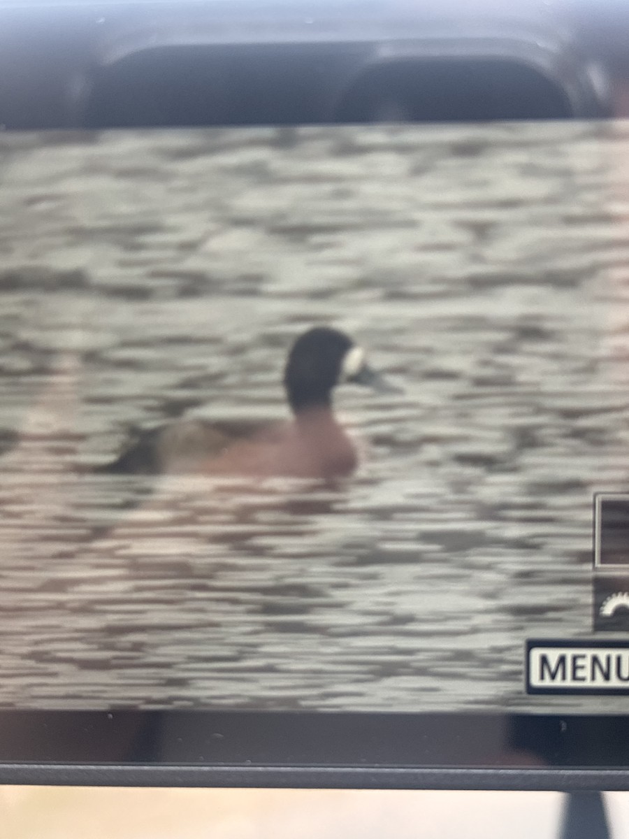 bergand - ML644922829