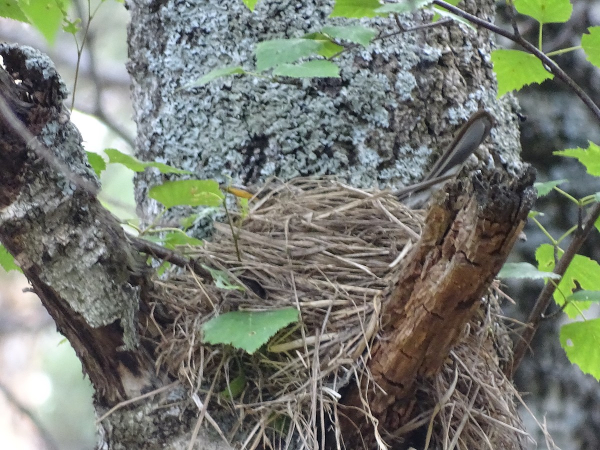 Mistle Thrush - ML644922834