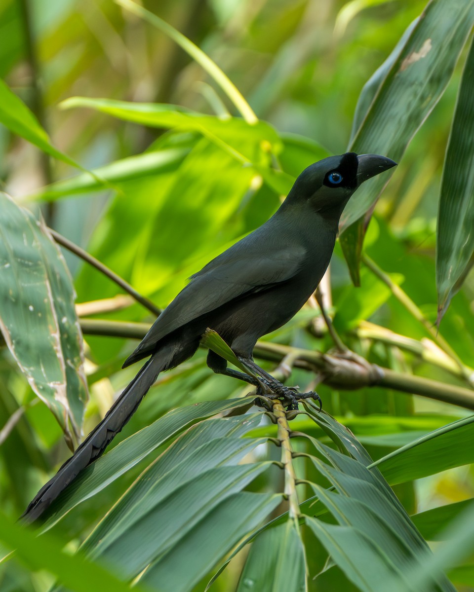 Racket-tailed Treepie - ML644922838