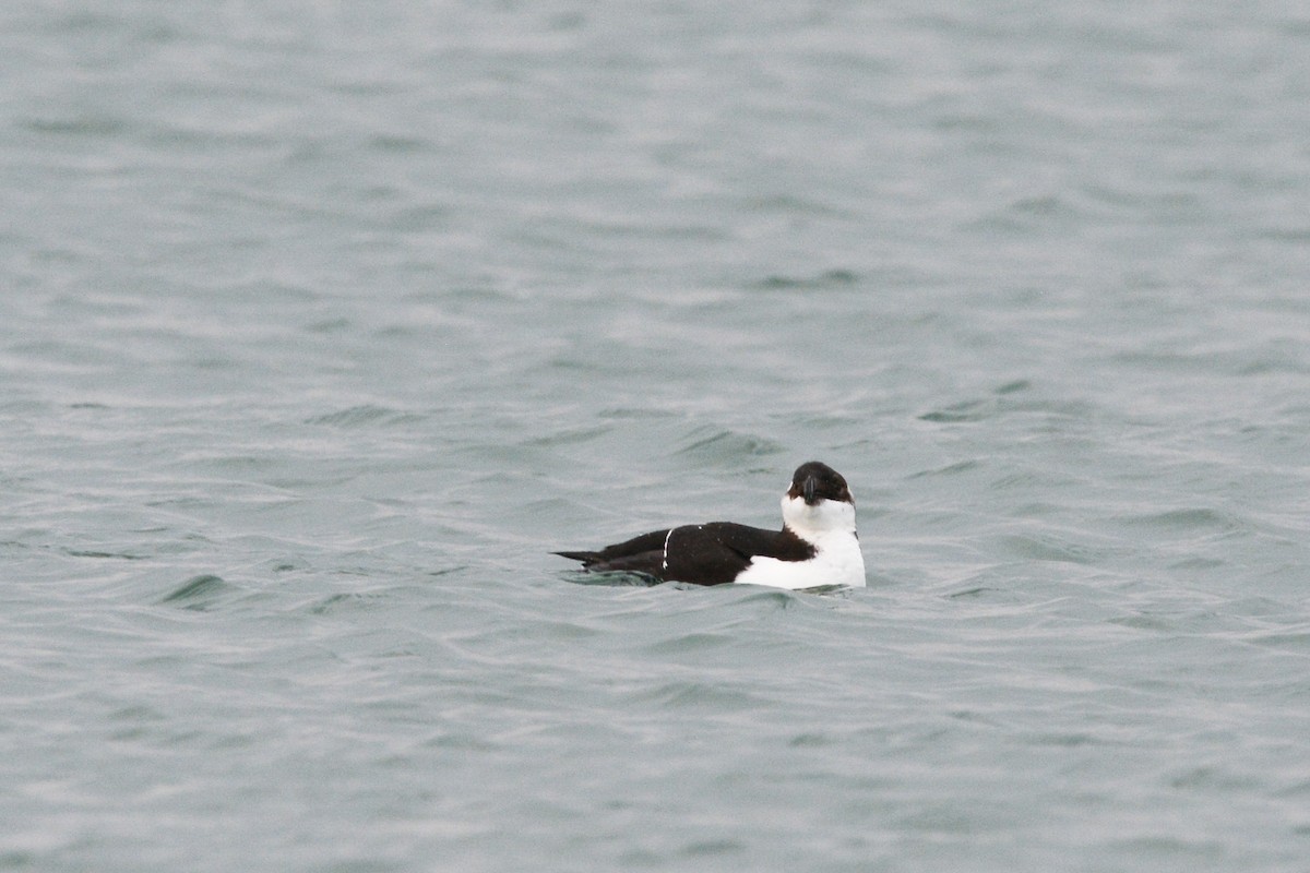 Razorbill - ML644922871