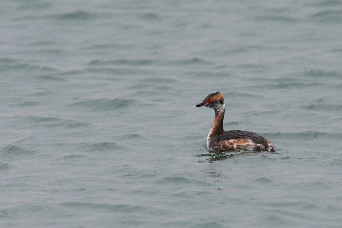 Horned Grebe - ML644922889