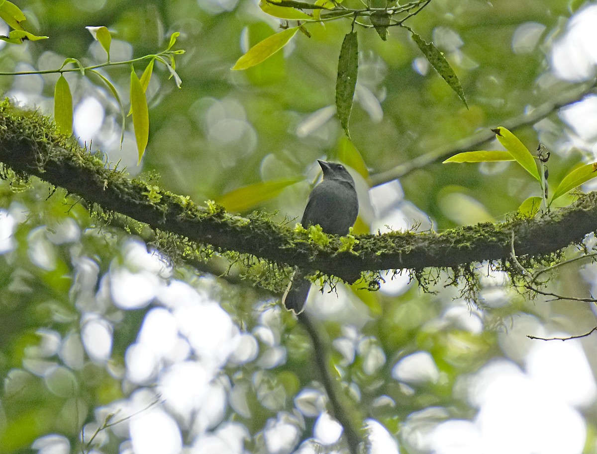 Uniform Finch - ML644922891