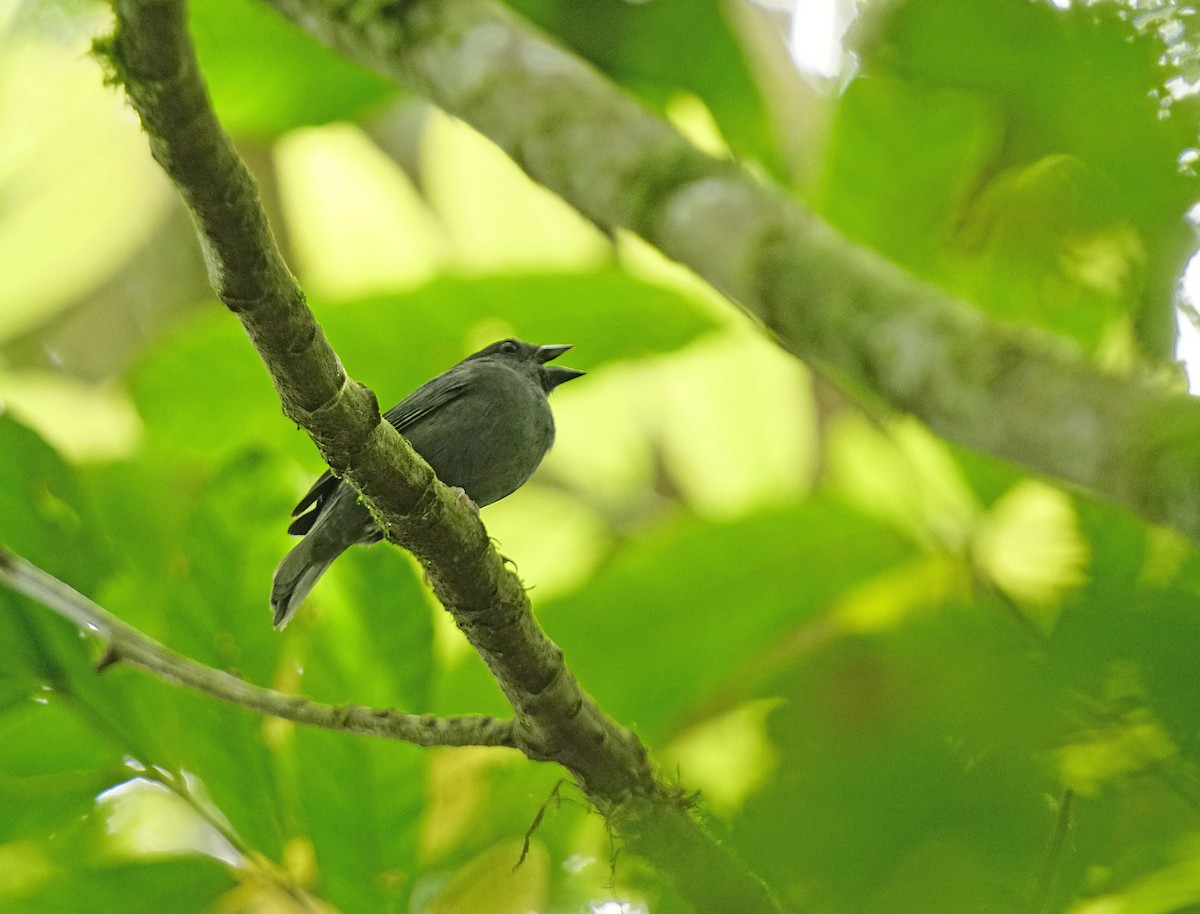 Uniform Finch - ML644922892