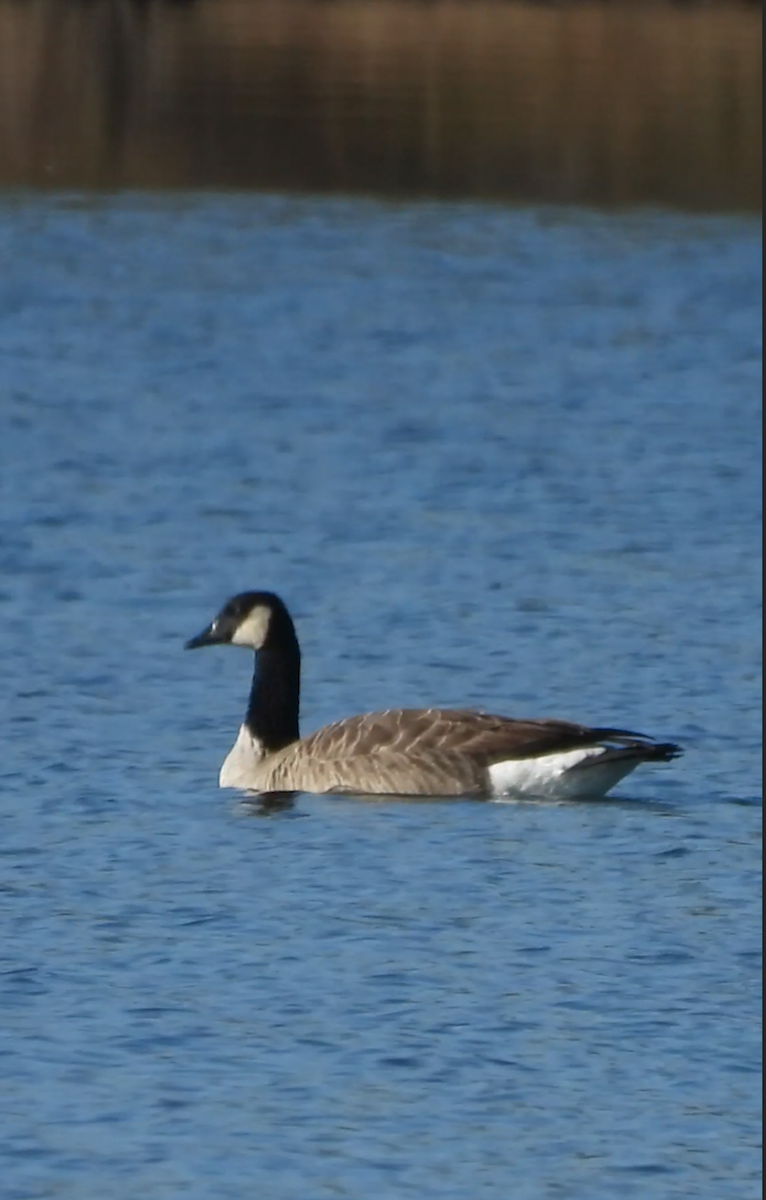 Canada Goose - ML644922895