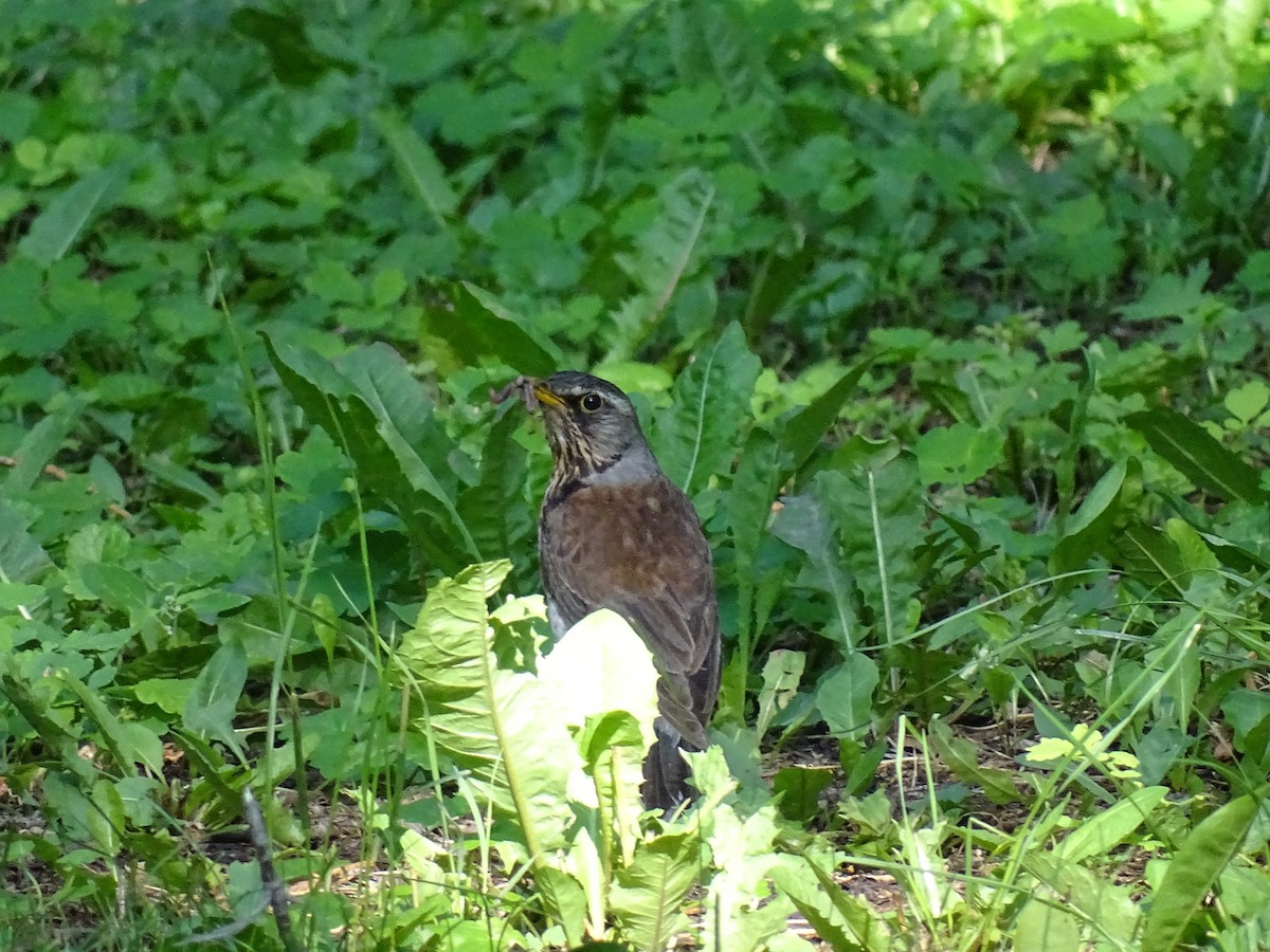 Fieldfare - ML644922899