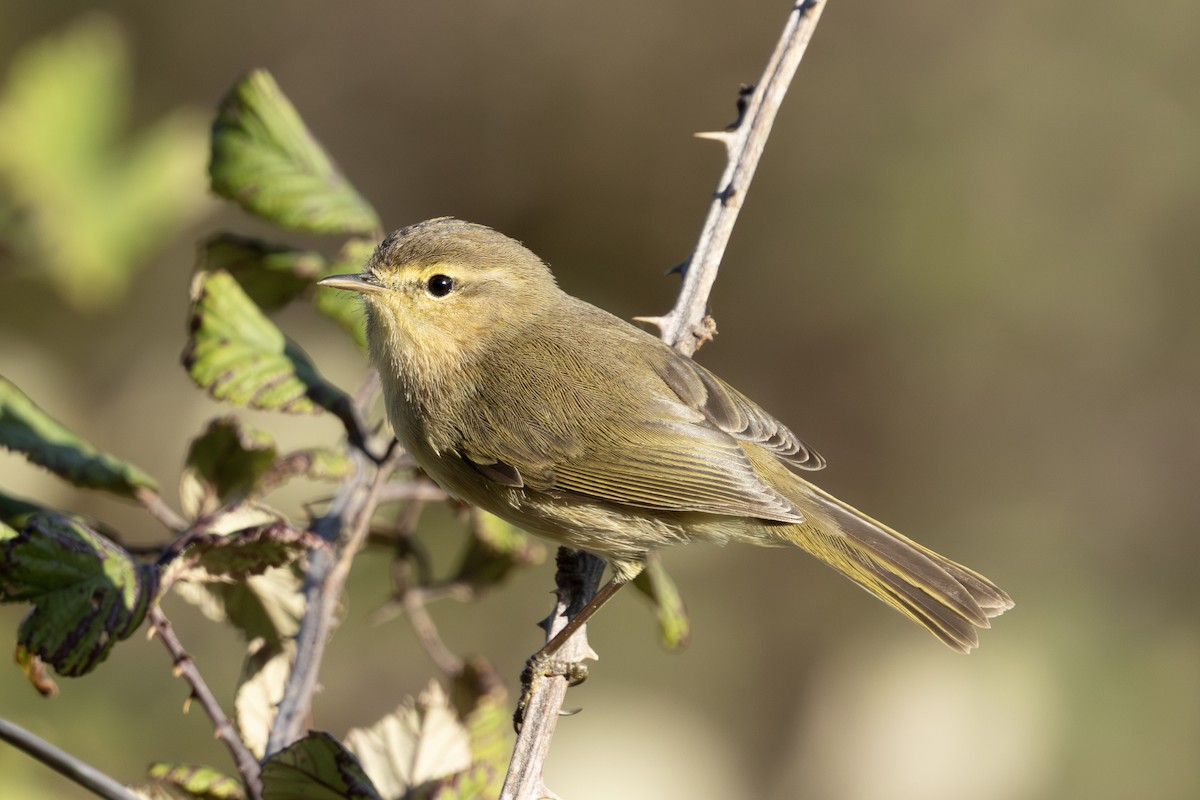 Canary Islands Chiffchaff - ML644922900