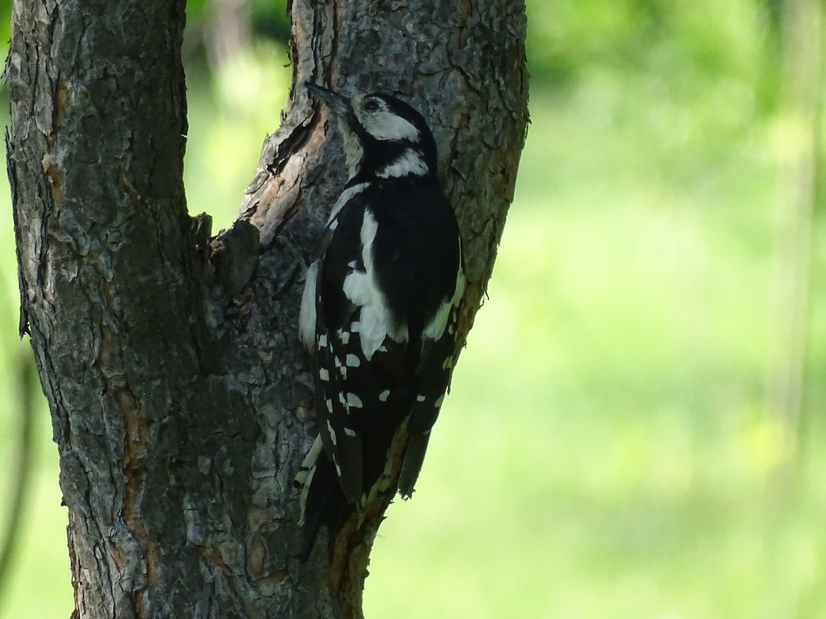 Great Spotted Woodpecker - ML644922910
