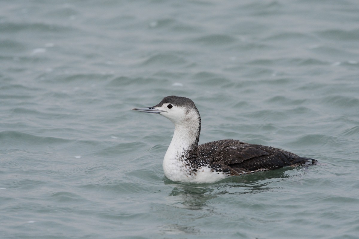 Red-throated Loon - ML644922913