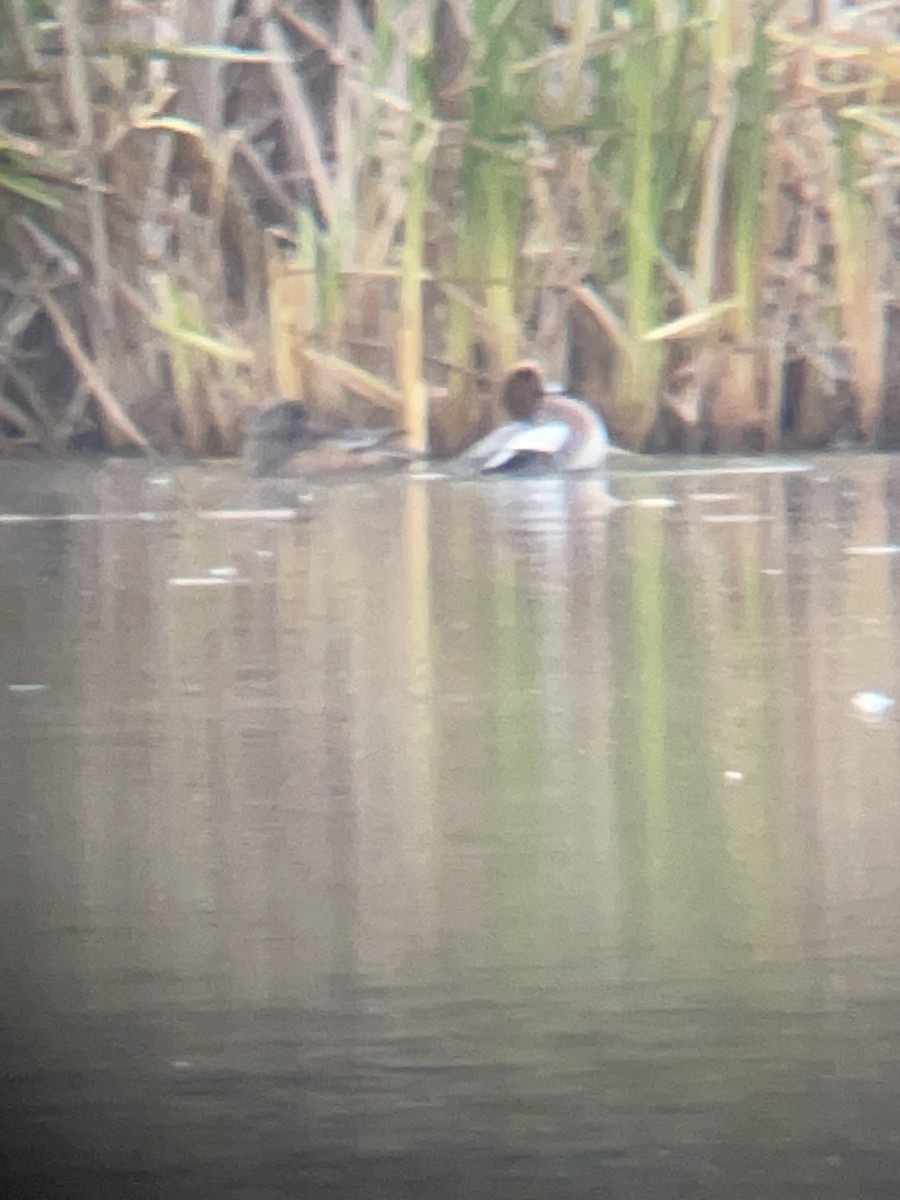 Eurasian Wigeon - ML644922919