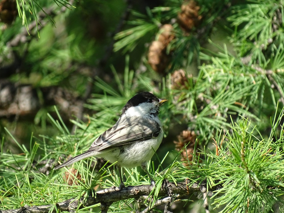 Пухляк - ML644922920