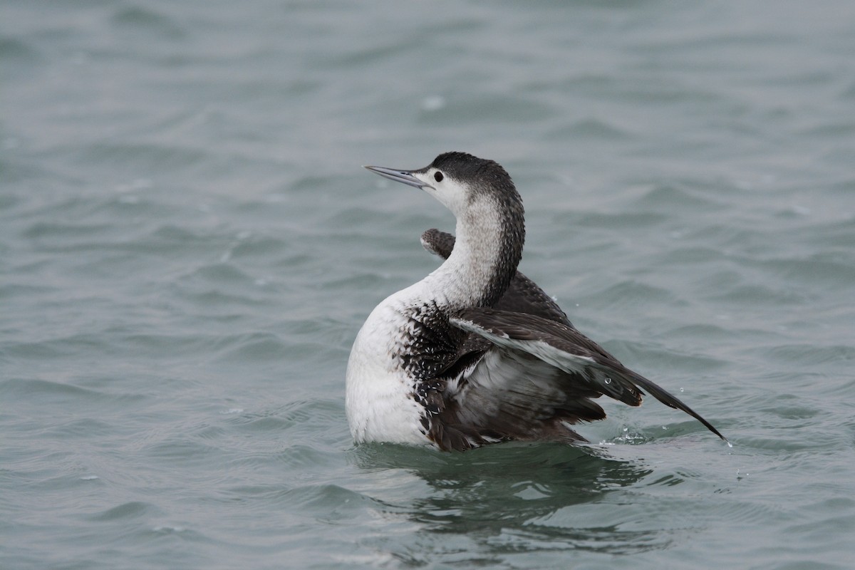 Red-throated Loon - ML644922926