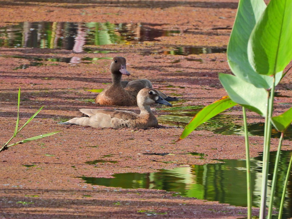 Brazilian Teal - ML644922930