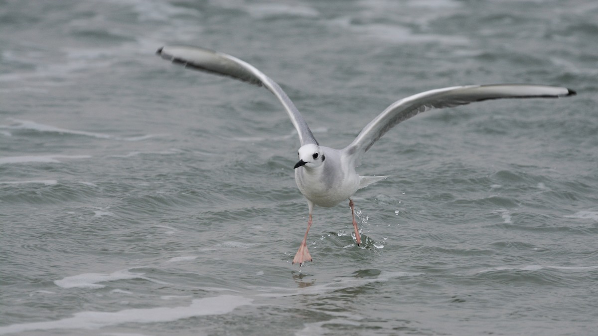 Bonaparte's Gull - ML644922939