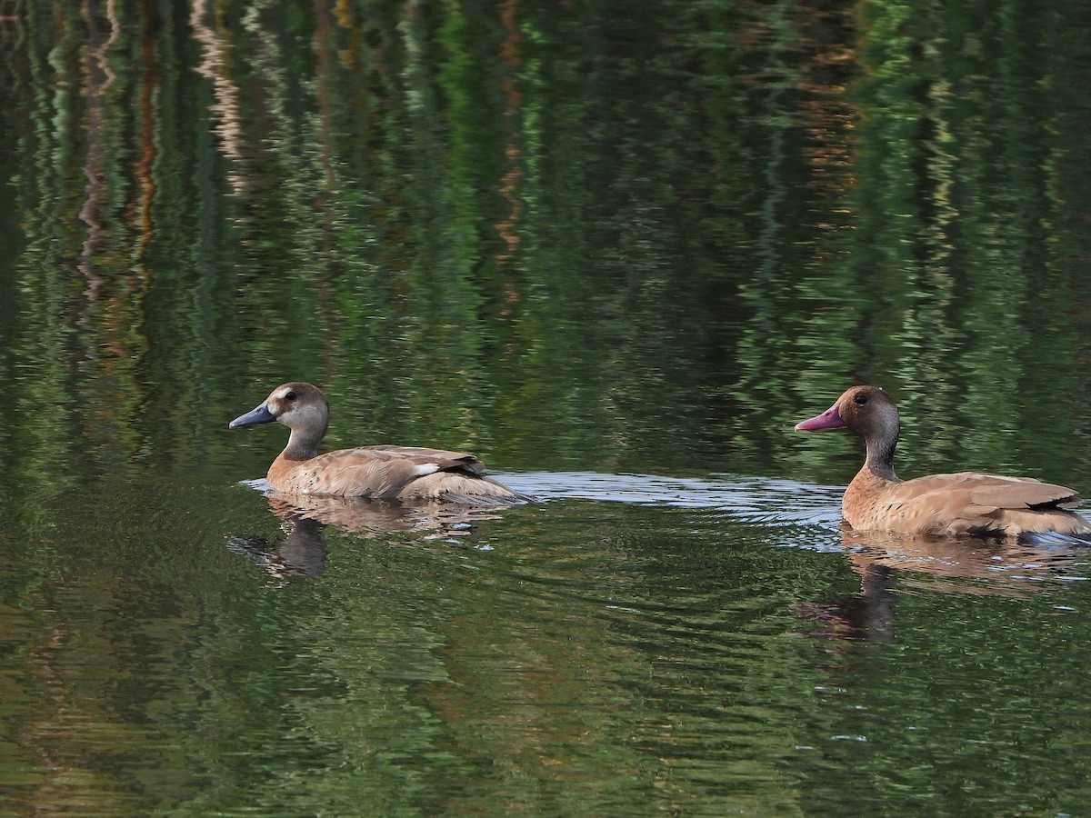Brazilian Teal - ML644922940